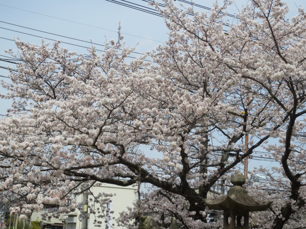 sakura