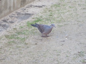 IMG_0597