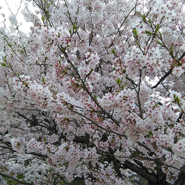 #さくら  #豊姫神社 #福山神辺 満開