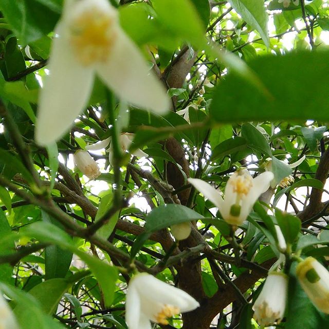 10年目にして初めて花が咲いた