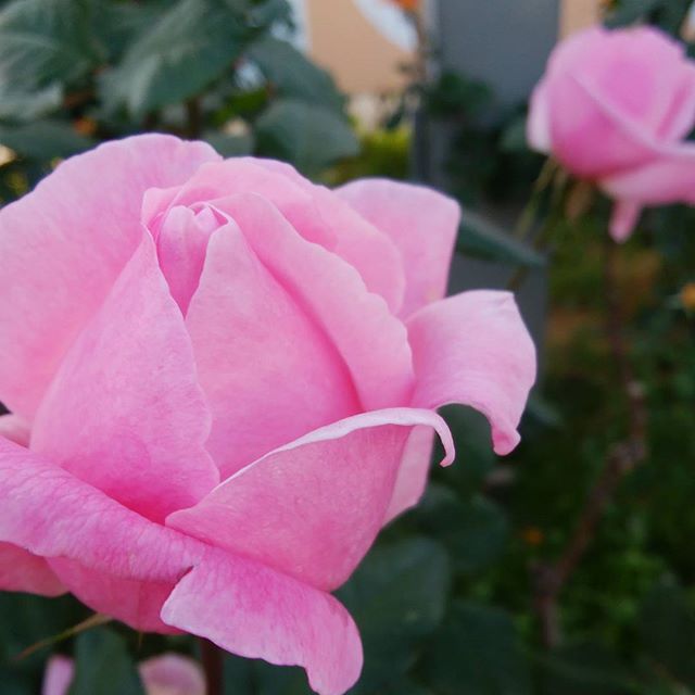 出勤途中の薔薇　癒されるう