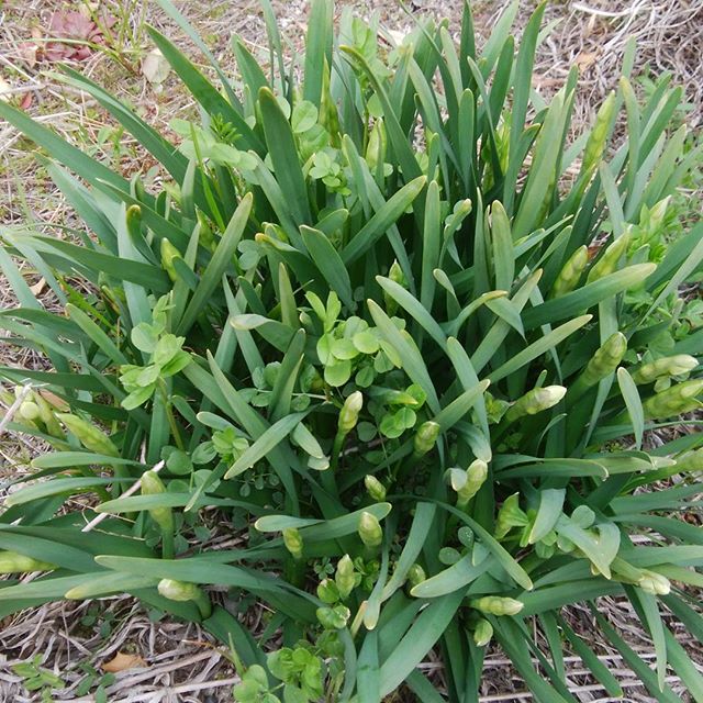 主のいないおうちの庭にもやがて花が咲きそう　お婆ちゃんどこに