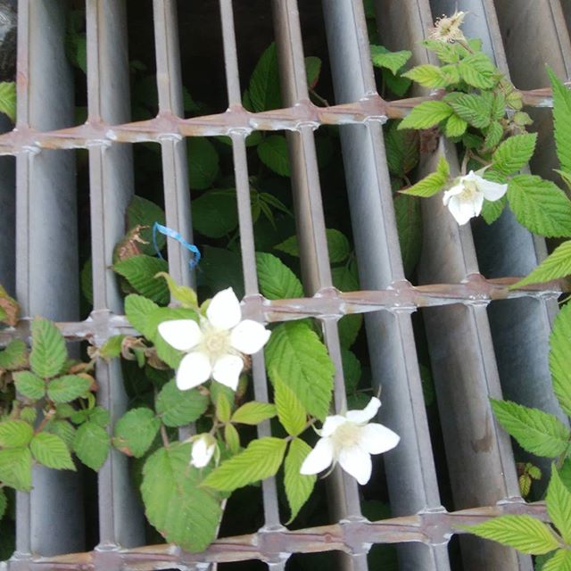 根性あるね!(^^)!　踏まれても踏まれても花を咲かす　頭下がるぅ