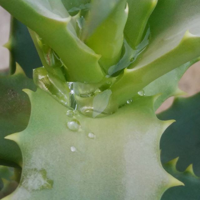 昨日の雨　真珠だね#福山神辺#雨#花だらけ