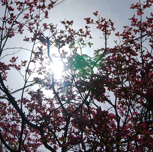 検査の帰り道　太陽が眩しい　まだ痺れてぼ～としてるでも太陽見てると何かしらいい事有りそうだね　昼から会社　やるで～ #福山神辺#がん検査#太陽#お腹すいたぁ