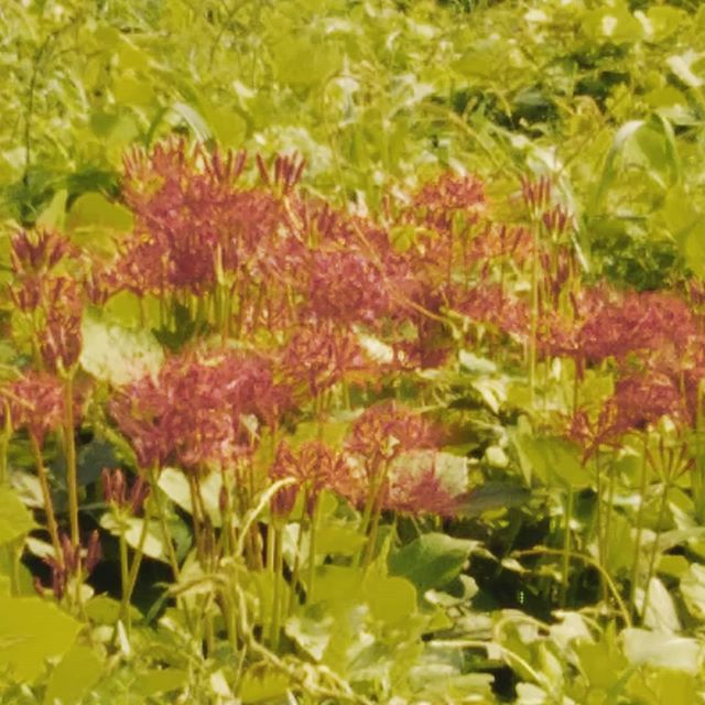 久しぶりに徒歩通勤彼岸花が今年は余り毒々しくないなぁ四季折々に花が咲き日本て本当にいいねぇお墓参りに週末には行きましょう#福山神辺#彼岸花#四季折々