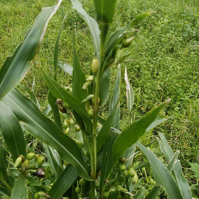 懐かしいこの実でネックレス作った最初は綺麗です枯れてきたら茶色になり実も縮み、糸が出てスカスカふ〜後豆鉄砲もしたなぁ今朝は思い出を…この豆の名前思い出せない#福山神辺#豆鉄砲