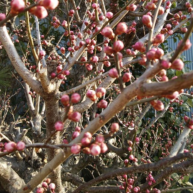 出勤途中はる紅梅調べてみると木の切り口も赤とか見たことない……… 見てみたいこんな日は一日中ほのほの#福山神辺 #紅梅#ほのほのほっこりな1日