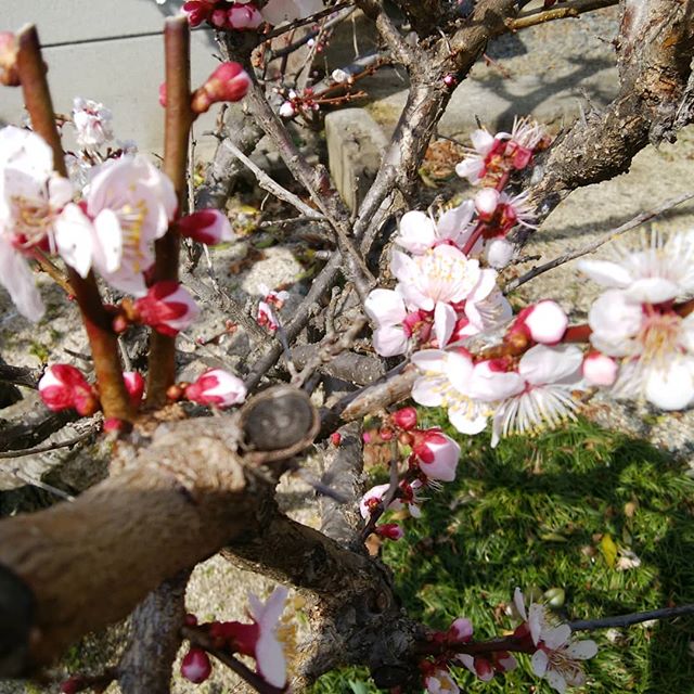 通勤途中は〜るがき〜た〜♫ 今日も元気よく仕事に行けましたありがたや#福山神辺