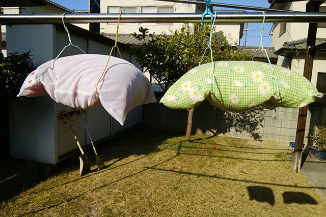 明日は雨と聞き枕の列車を今日1日でふんわりぽっかぼかこんばんわ太陽の匂いに包まれて……… #福山神辺 #まくら列車