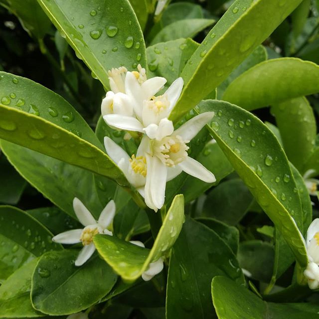 金柑の花がいま　満開です金柑の甘露煮作りたいなぁ#福山神辺#金柑#甘露煮