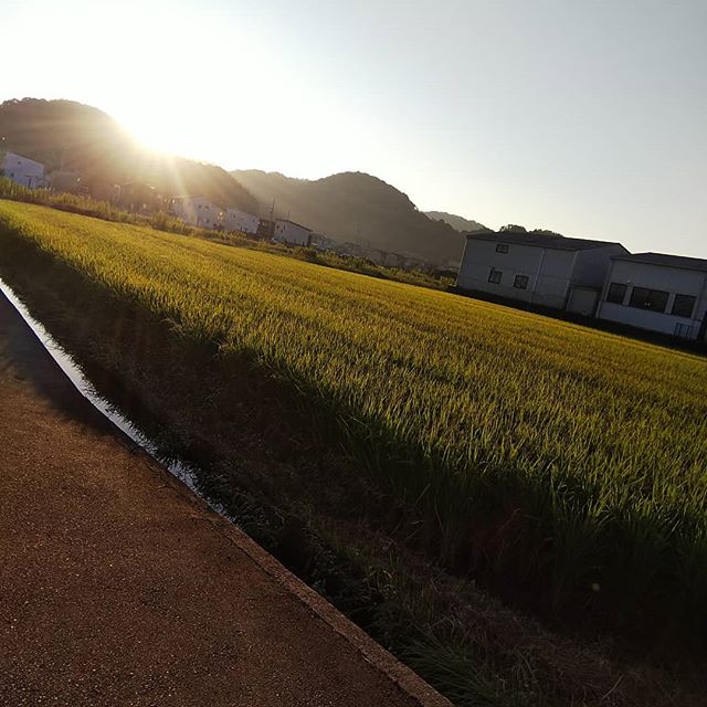 今朝のウォーキング気持ちいい️ ボツボツ稲刈りだね ＃福山神辺＃ウォーキング＃朝日