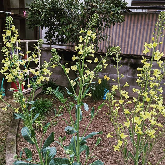 キャベツの花菜の花みたいですねこれのおひたしが美味いとか　うーんたべれませーん可哀想な気がするぅ#福山神辺#キャベツ#花