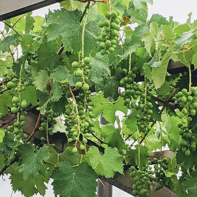 久し振りに朝ウォーク葡萄がたわわやっぱり梅雨空紫陽花にうっとり誰にも会わなかったマスク無しで楽チン#福山神辺 #葡萄 #梅雨空#紫陽花