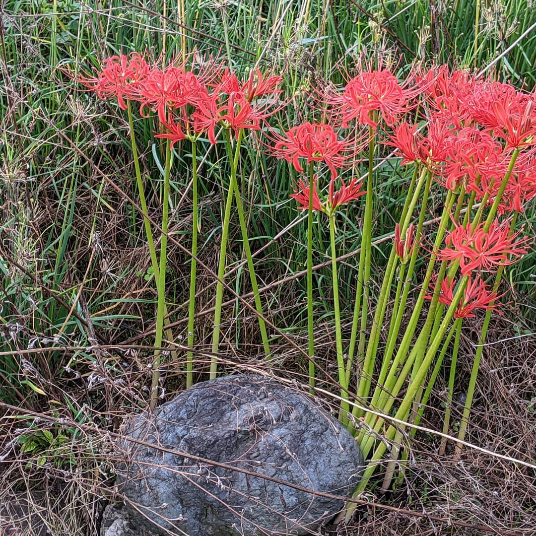 曼珠沙華あぁ曼珠沙華#福山神辺 #曼珠沙華