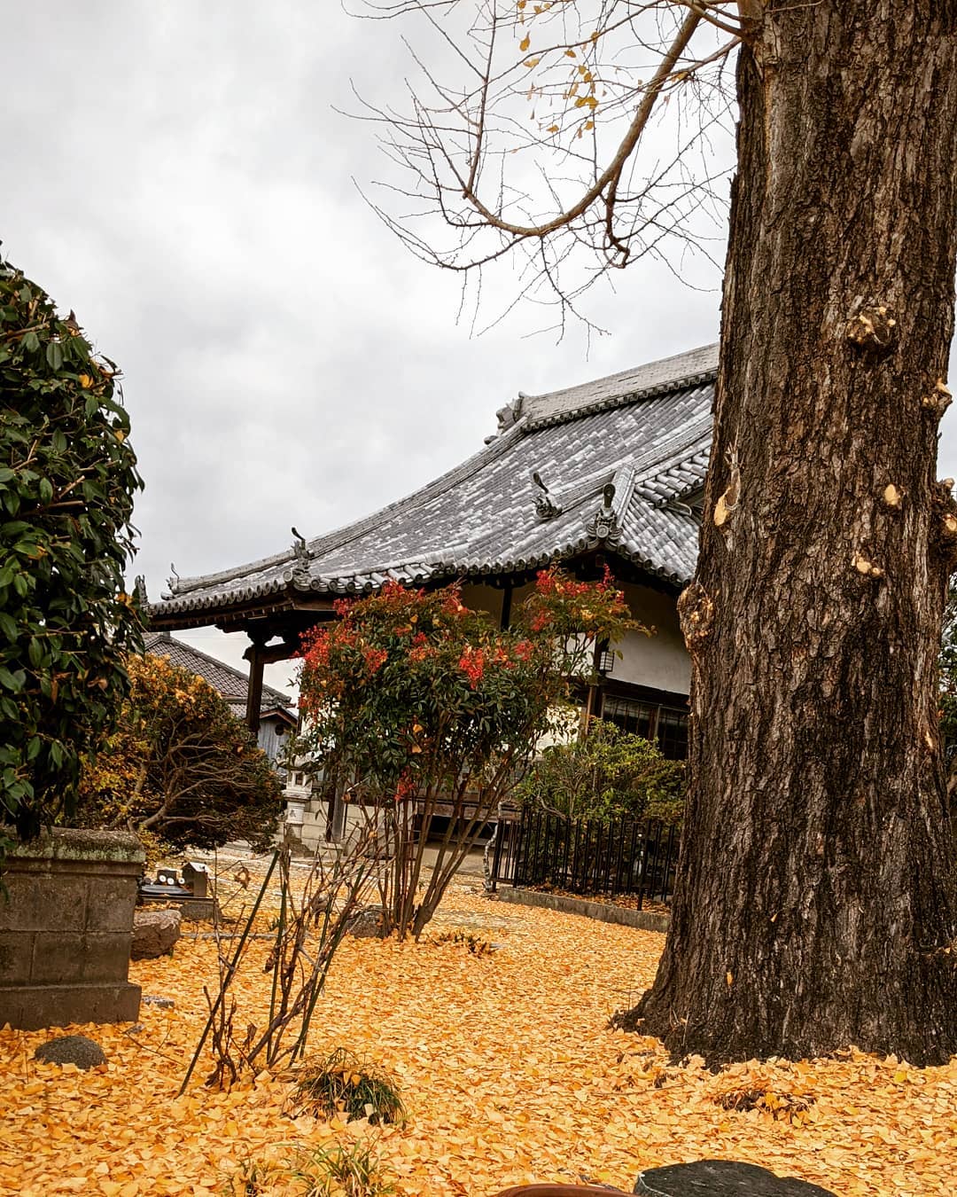 仕事でお寺に来ました黄色い絨毯フワッフワ厚みはどのぐらいあるかなとにかくふわっふわ#福山神辺#お寺#黄色い絨毯#寝てみたい