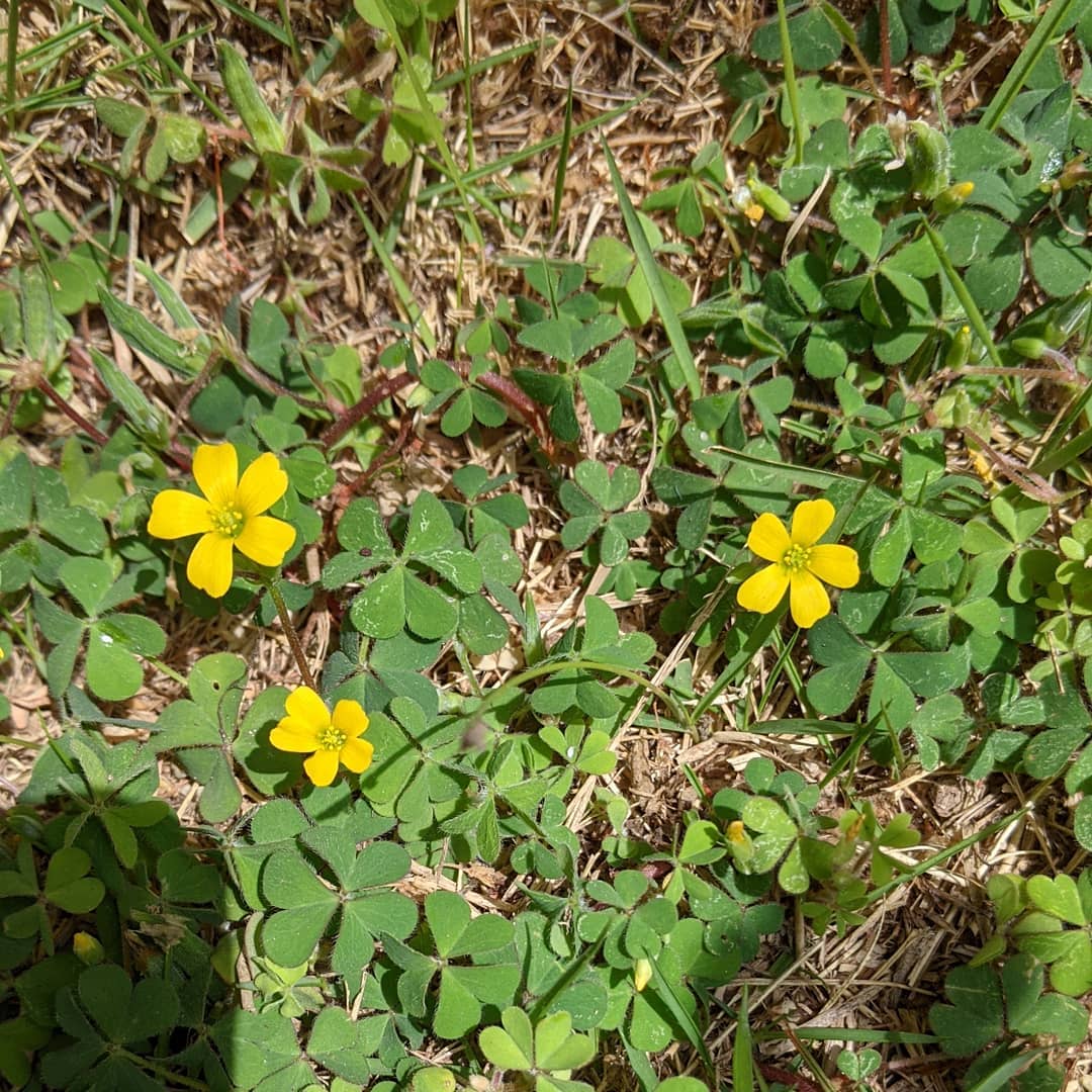 芝生の中をよーく見てみるとこんな可愛らしい花が洗濯干す時に気を遣うわ#福山神辺#裏庭#可愛いね