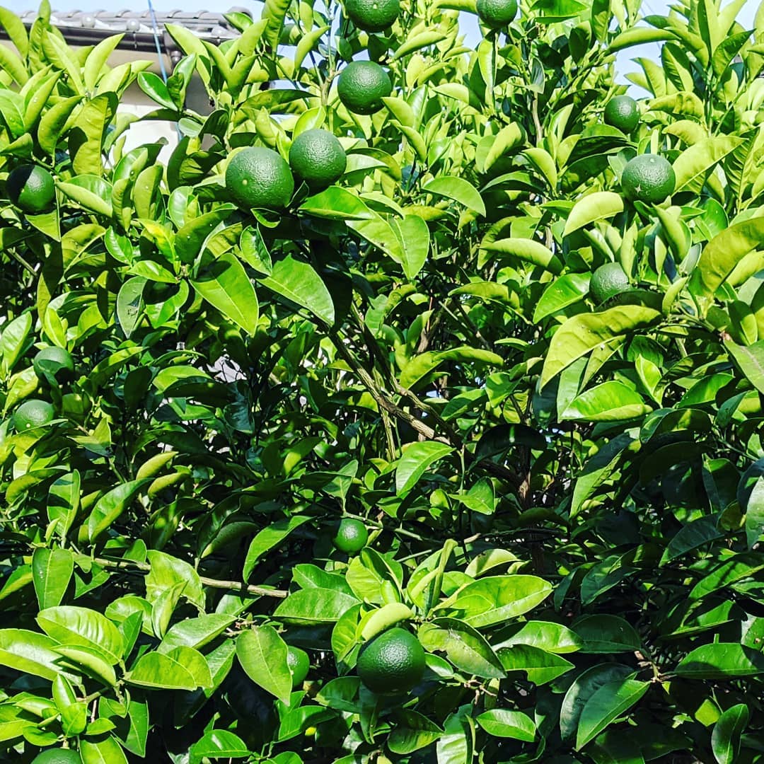 今年22歳の孫が小学入学に実がなる様にと植えた八朔🥰今年も豊作ですねぇ肥料無し激励の声掛けのみそれでもこんなに大きく孫息子共々大きくなりました#福山神辺#八朔#豊作