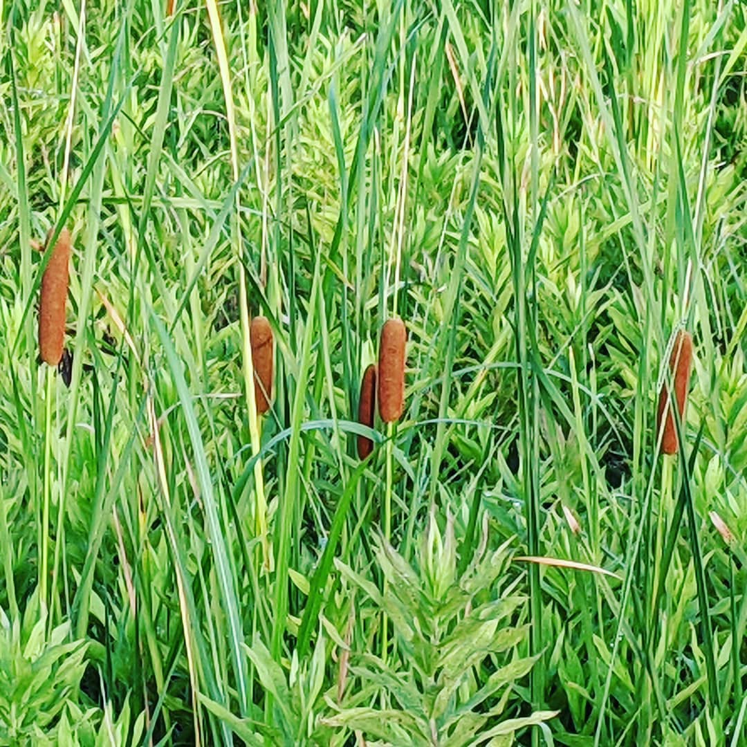 休日の朝父ちゃんと歩くがまの穂を見っけこんな所に🤩花粉は薬用になるそうな#福山神辺#がまの穂#薬用#筵