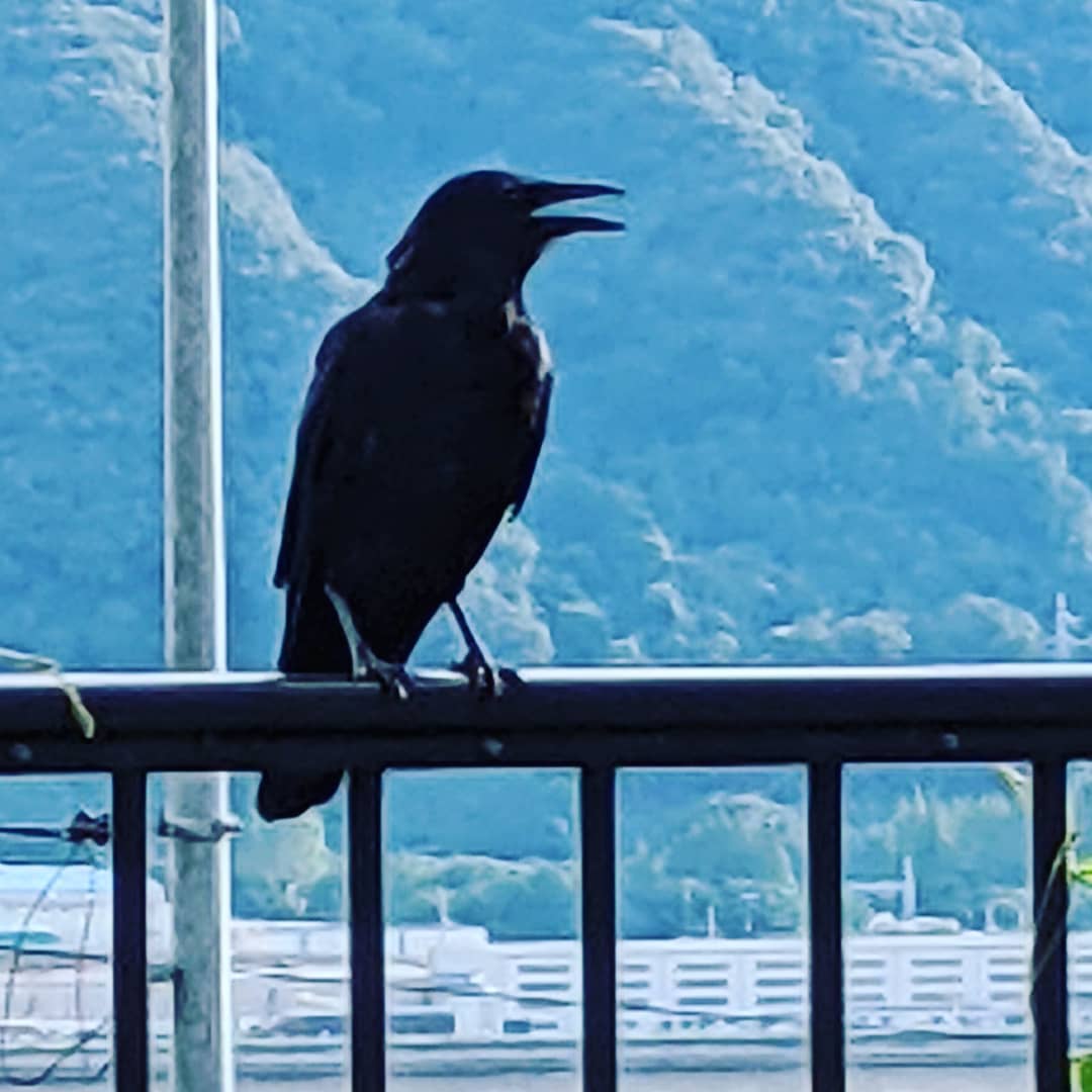 ♪カラスなぜ鳴くの〜♫人懐こいカラスでした#福山神辺#カラス#三原